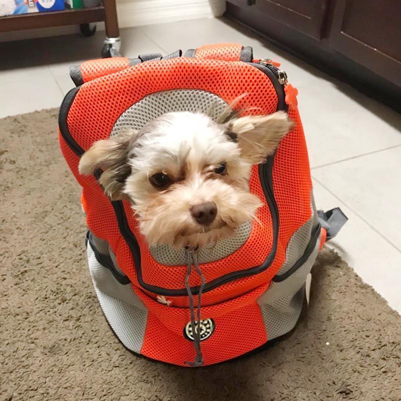 Backpack for Dogs