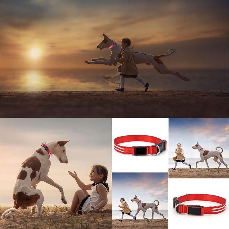 DOG LED COLLARS